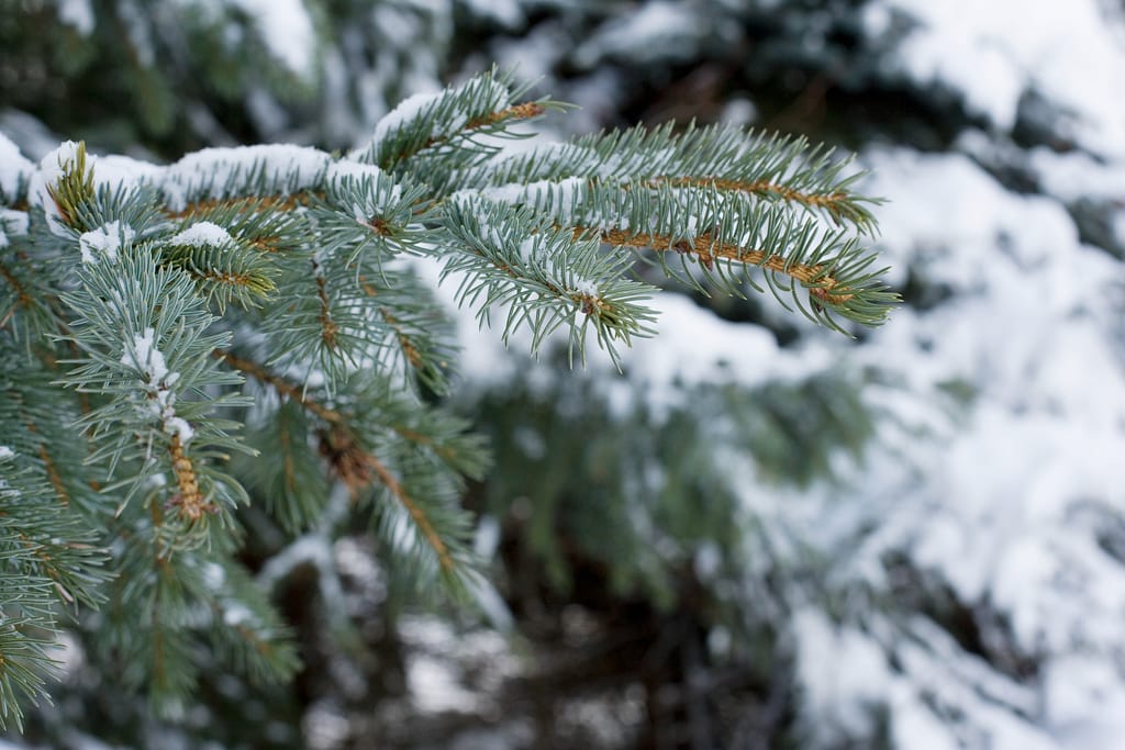 Fir tree branch - Testing Time Blog